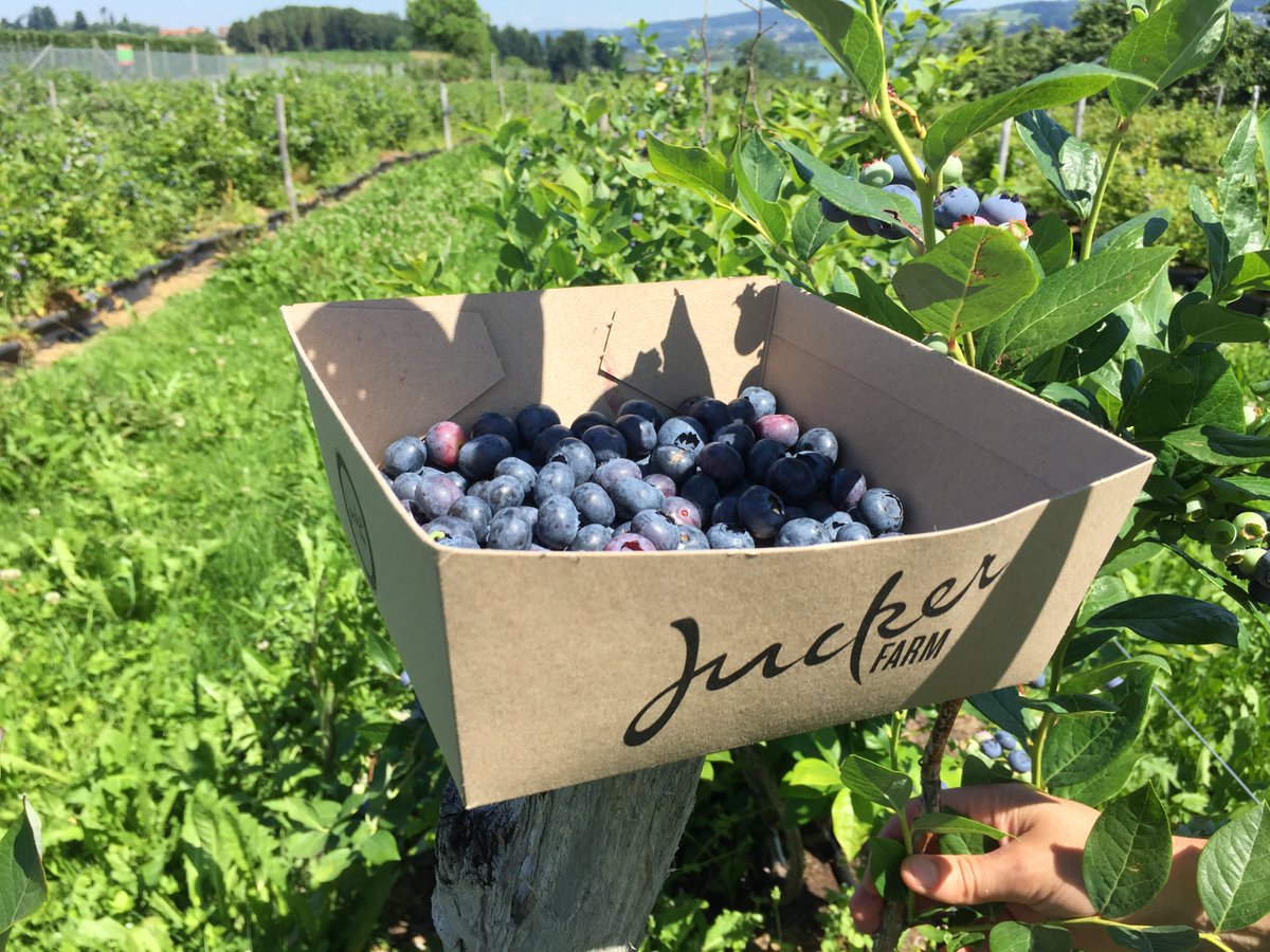 JuckerFarm's tweet photo. Heidelbeeri zum Selberpflücken jetzt auch auf dem Juckerhof offen! Ab morgen Mi, 12-18 Uhr. Siehe Infoline: 044 934 34 88. #selberpflücken #selfpicking #heidelbeeren #blaubeeren #blueberries https://t.co/XZWKCFQ7lz