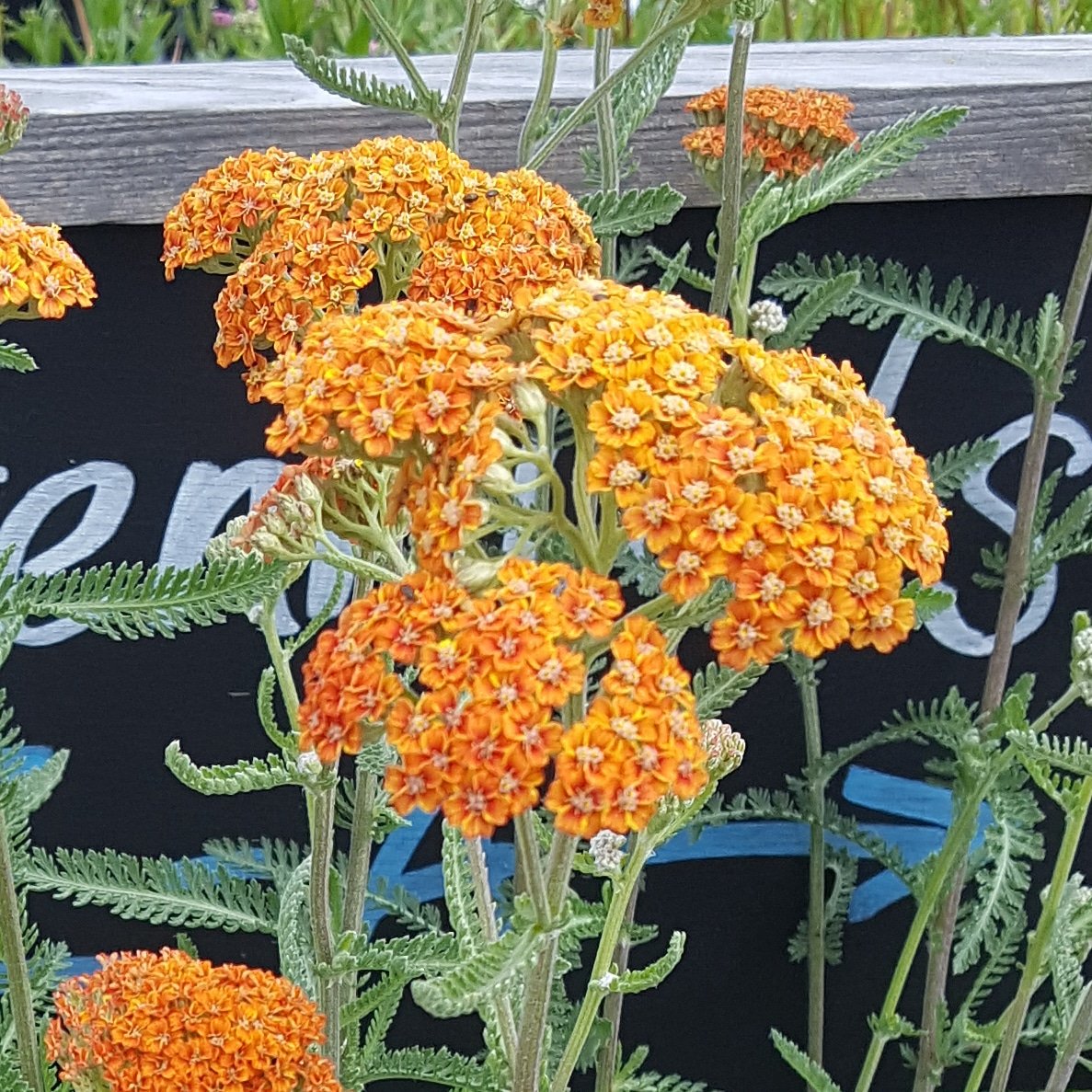 PlantPref's tweet photo. It might have been around for a while but I still think Achillea 'Inca Gold' is one of the best. Try it with blue flowers. #achillea #incagold #orangeflowers #greyleaves #greyfoliage #meadow #naturalistic #frontoftheborderplant #yarrow https://t.co/q3GTp5V43M