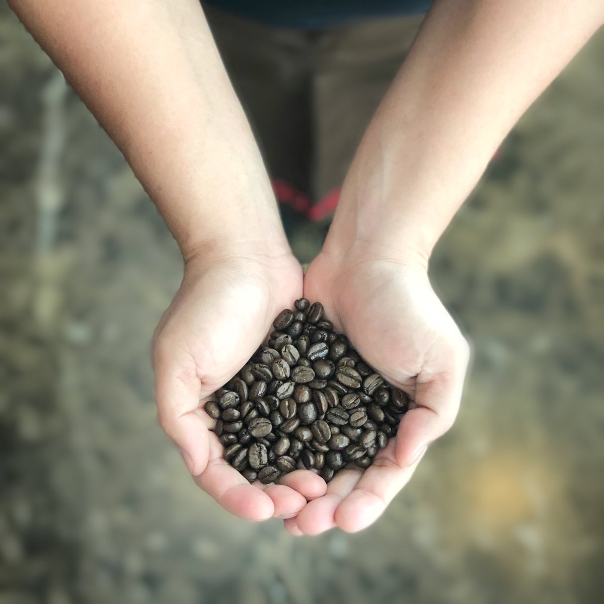 Coffeol's tweet photo. Roasted and blended with love ❤️. 
.
.
.
.
#coffeol #coffee #coffeeshop #coffeelover #dubai #dubaicoffee #cafe #uae #dubaicafe #dubaifood #dubaicoffeeshop #greatcoffee #bestcoffee #dubailife #dubailifestyle #coffeebean #coffeetime #dxb https://t.co/AZC8PeSYmu