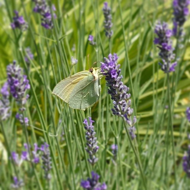 Pause_Luberon's tweet photo. Papillon dans la lavande. Explosion de couleurs - la faune et la flore sont au rendez vous de l’été dans le Luberon #pauseluberon #papillon #lavande #nature #luberon #butterfly #lavender #merindol https://t.co/3a7xNZ6TDj https://t.co/a0i0DigxND