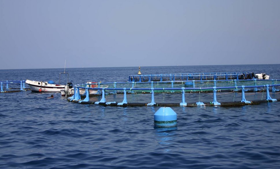 . <a href="/aquadapt/">Aquadapt</a> presenta hoy el Plan de Adaptación del sector de la #acuicultura española al #CambioClimático goo.gl/JTS7Xb