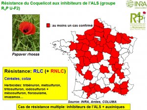 TerrAvenirHN's tweet photo. Une cartographie des résistances des adventices aux herbicides maintenant disponible https://t.co/e7FBrWuCQu via @https://www.agroperspectives.fr/pub/Breves/.resistance_coquelicot_m.pngAgroperspective https://t.co/aRTdKZ1spt