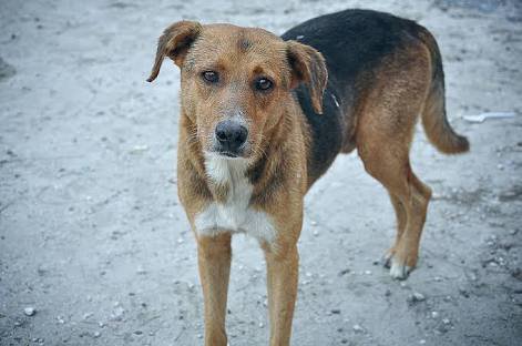 PawsRUs_SA's tweet photo. Our kennel campaign is stilll running on @backabuddy and all donations from far and wide are most welcomed! Let’s make sure all of our pups are kept snug and warm over this winter period while they wait for their forever family! Search for Paws R Us (SA) “Building Paws Haven” https://t.co/fAFjHhZAih