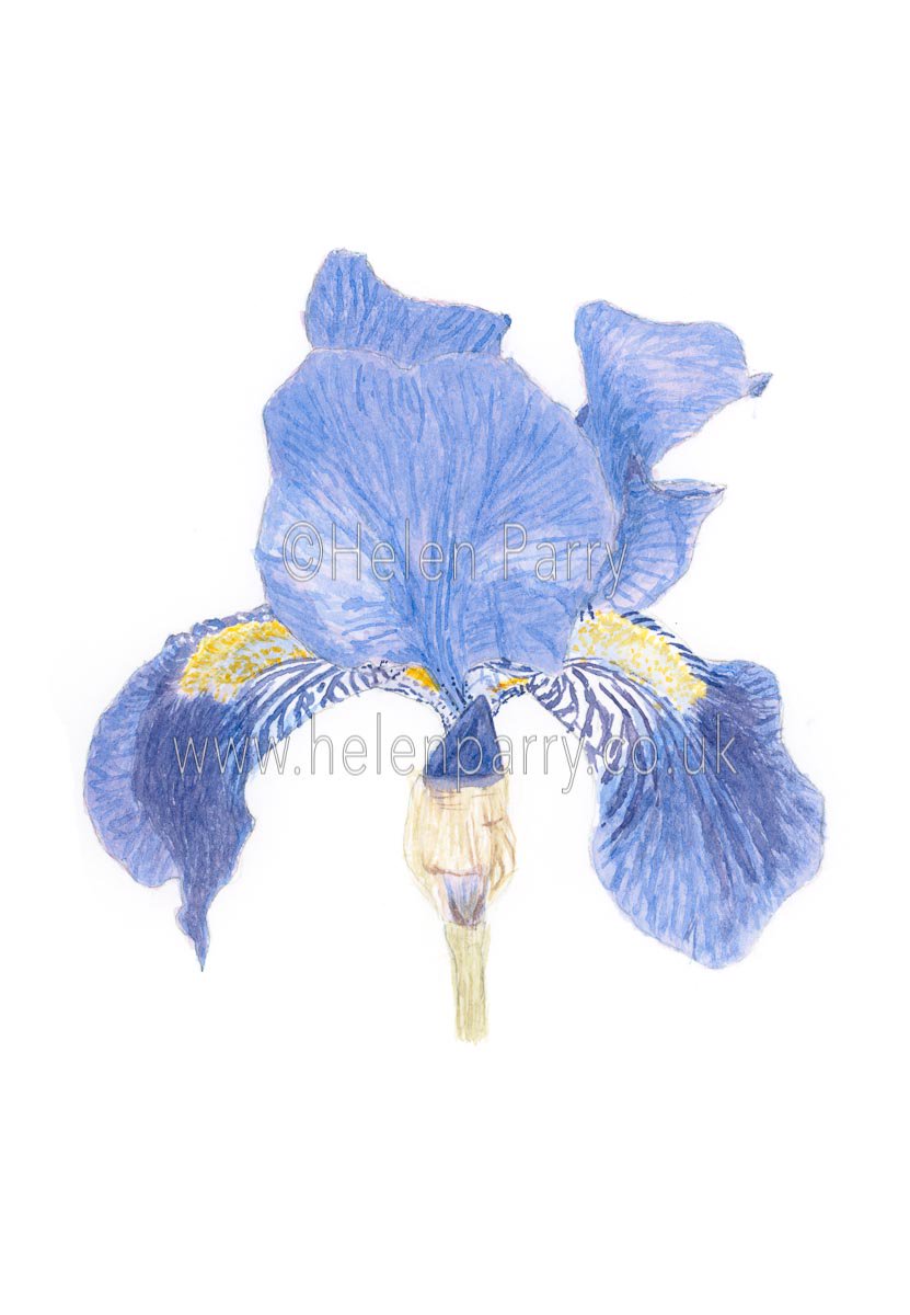 helenparryart's tweet photo. Velvety luxurious Purple Iris with subtle layers of watercolour.

Purple Iris Watercolour Sketch available as Original or Fine Art Giclee Print

#art #watercolour #watercolourpainting #watercolor #botanicalart #iris #irispainting #HelenParry #Giclee # https://t.co/72VyDlRcUX https://t.co/LUGH266ICc