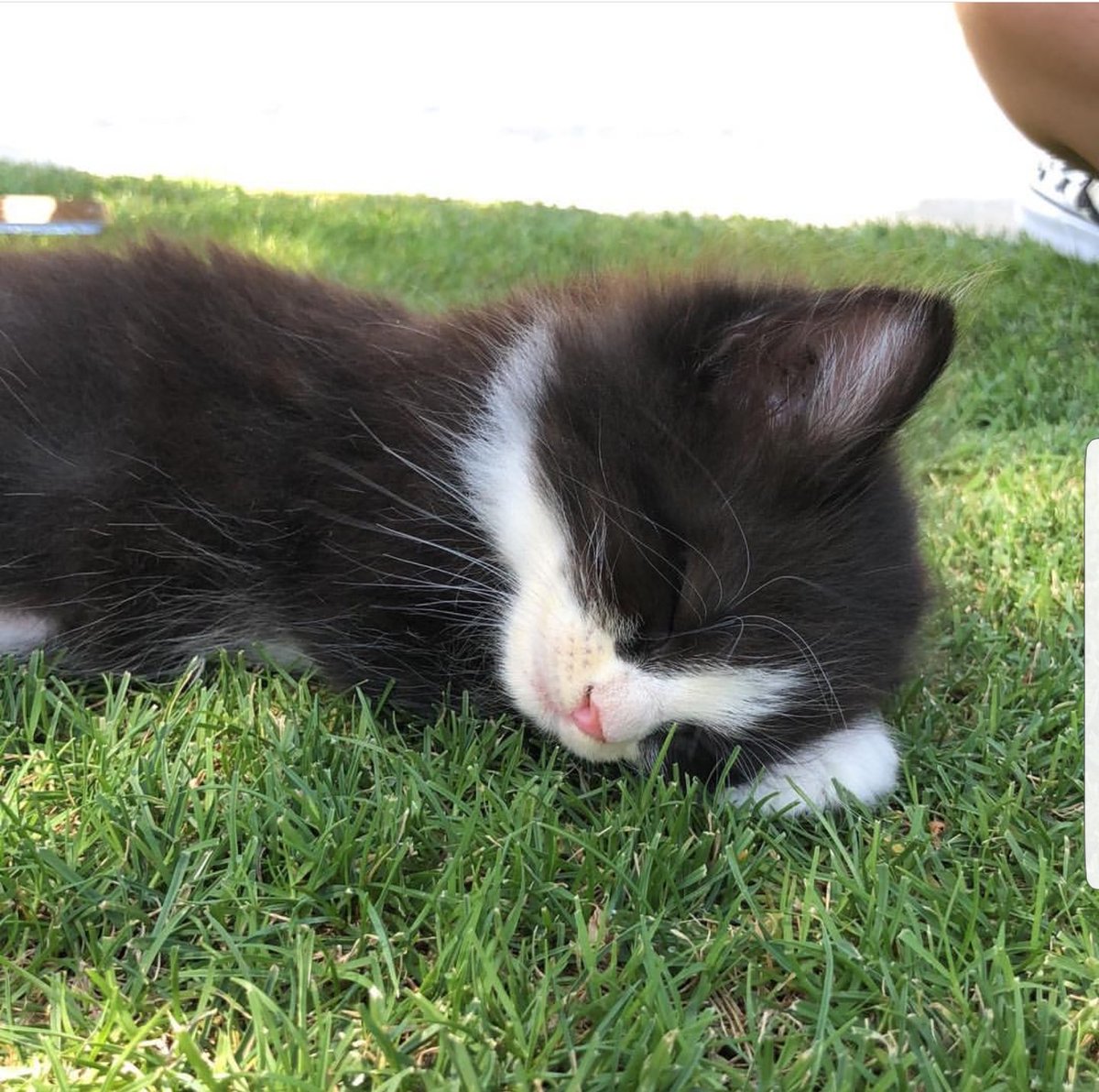 Shaunomomom's tweet photo. i miss my kitten :(( https://t.co/b2HCtleLU7