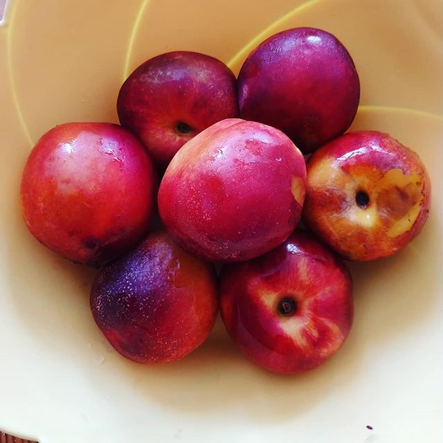 Who likes #nectarines? I think I love all kinds of #peaches 😍. Breaking the fast with this candies, so sweet, a few tasted almost like #caramel 😮 #vegan #veganism #plants #plantpowered #plantbased #peach #raw #rawfood #rawvegan #fruitarian #fruitlove… ift.tt/2KgDGBB