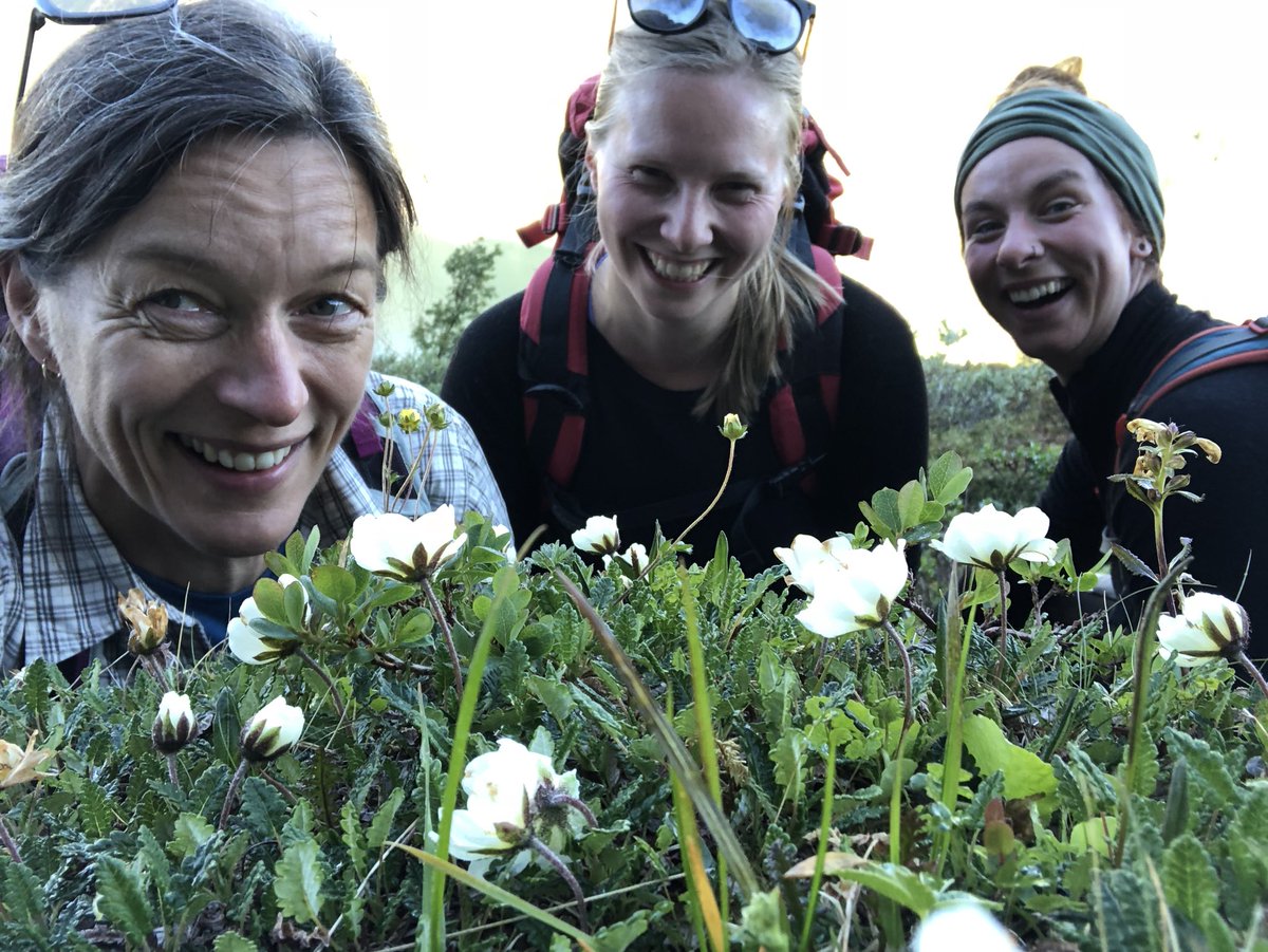 VVandvik's tweet photo. Preparing for her first PhD field season in #INCLINE #SeedClim to study #ClimateChange impacts on #Alpine #Biodiversity, @RagnhildGya appears to have her plots++ in a row... @funcab_uib you have a little sister! @fran_jaro @DagmarEgelkraut https://t.co/XHKicx9CiA