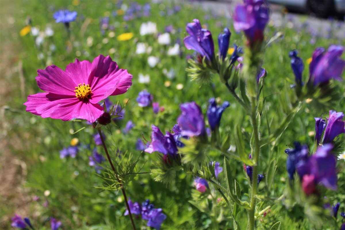 ExeterCouncil's tweet photo. Have you seen the wildflowers springing up around the city? The Wild City project sees Exeter City Council teaming up with @DevonWildlife  to encourage more nature into the city. We think it looks bloomin' marvellous!
https://t.co/zDPnmMdJww https://t.co/K3uHFP3Ij5