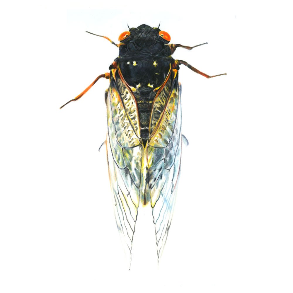 folioart's tweet photo. #FolioFeatured Beautiful insects from @nabilnezzar for an article in Audi Magazine about the future of our food... 🦗🐜🍽 https://t.co/OMqM9VlzuU https://t.co/z3egGOrofF