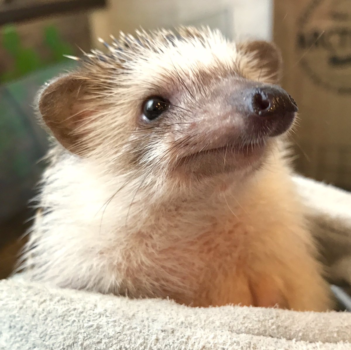 名古屋グルメ探偵 アスカイ 全国的にも珍しいハリネズミ専門カフェ Harry Wood ハリーウッド おしゃれな店内で可愛すぎるハリネズミと触れあえば 癒しの時間を過ごせること間違いなし 名古屋情報通