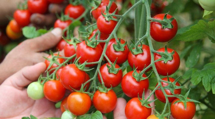 Antalya’da domates fiyatları yüzde 400 arttı
goo.gl/WsRvVr