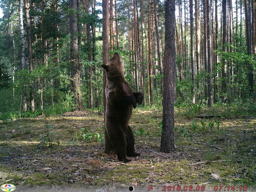 taigastory's tweet photo. Не можем пройти мимо снимков «танцующих» медведей.
Почему они так делают? Так они метят территорию и «общаются» друг с другом.  А ещё во время линьки у косолапых часто зудит спина, и ствол дерева помогает им почесаться. Снимки сделала фотоловушка заповедника "Брянский лес" https://t.co/qUYi50LQ2S