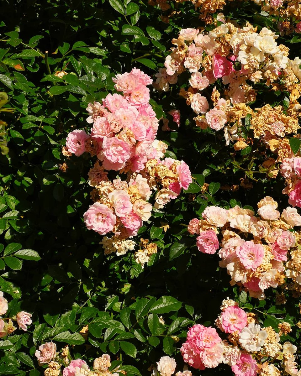 Edcomfr's tweet photo. Quand tu tests la photo avec le #huaweip20pro @huaweimobilefr ✨
#nofiltrer #zoomx3 #zoomx5 #photo #waouh #flowers #bluffant #triplecapteur #test #Huawei
Retrouvez le test complet bientôt sur https://t.co/tRQDDpRMlu https://t.co/zRGJ0FeNjd