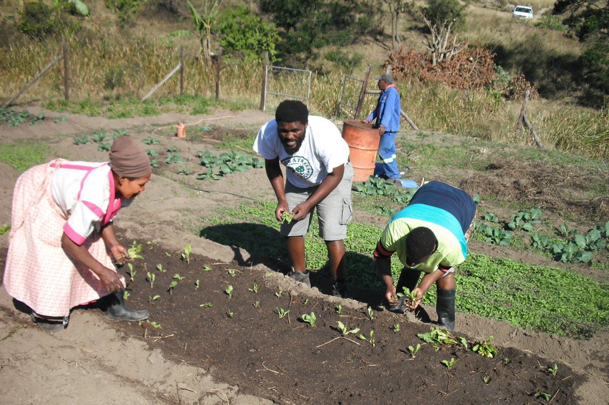 ftfa's tweet photo. Staggered planting at its best - Farmers from the #Inchanga Gardens in #eThekwini have implemented staggered planting for a continuous supply of produce to ensure sustained #income. #MarketGardens #WhatDevelopmentLooksLike https://t.co/DjSlBOt36L