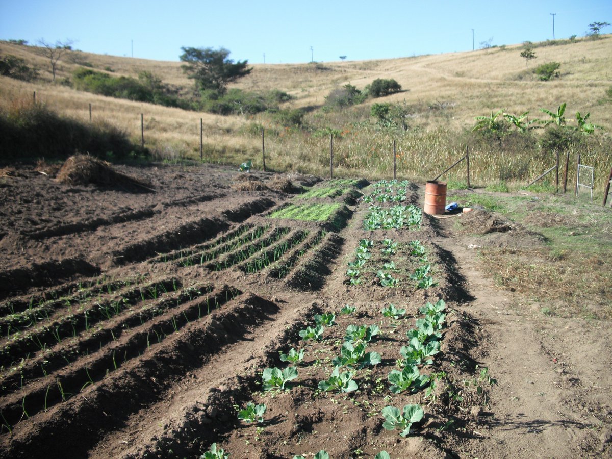 ftfa's tweet photo. Staggered planting at its best - Farmers from the #Inchanga Gardens in #eThekwini have implemented staggered planting for a continuous supply of produce to ensure sustained #income. #MarketGardens #WhatDevelopmentLooksLike https://t.co/DjSlBOt36L