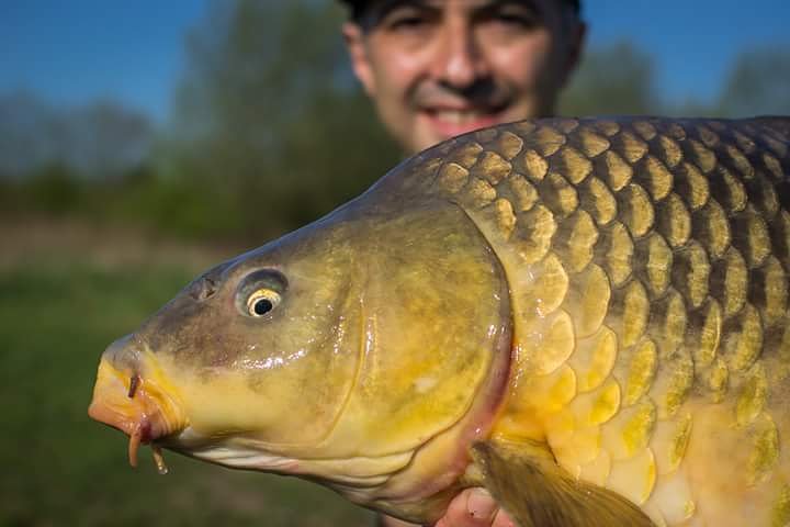 BaitTech's tweet photo. What is your favourite - Commons or Mirrors? 

#TeamBaitTech #BaitTechCarp https://t.co/4fWk9lSCYH