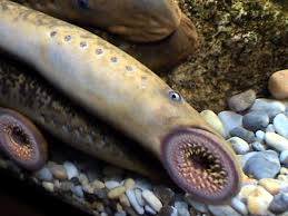 Biogloo's tweet photo. #Biodato

Esto es una lamprea. De los peces más primitivos que existen. No tienen mandíbulas, son depredadores que se alimentan succionando.

De muy mal rollo. https://t.co/8JcGXm9o9P