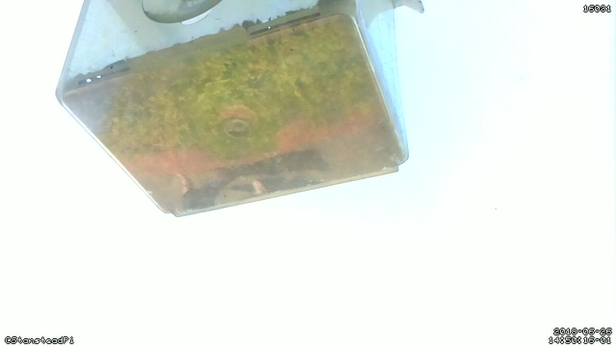 StansteadPi's tweet image. Motion detected on Stanstead Abbotts bird cam! Time Tue Jun 26 14:52:19 2018 #Raspberry_Pi