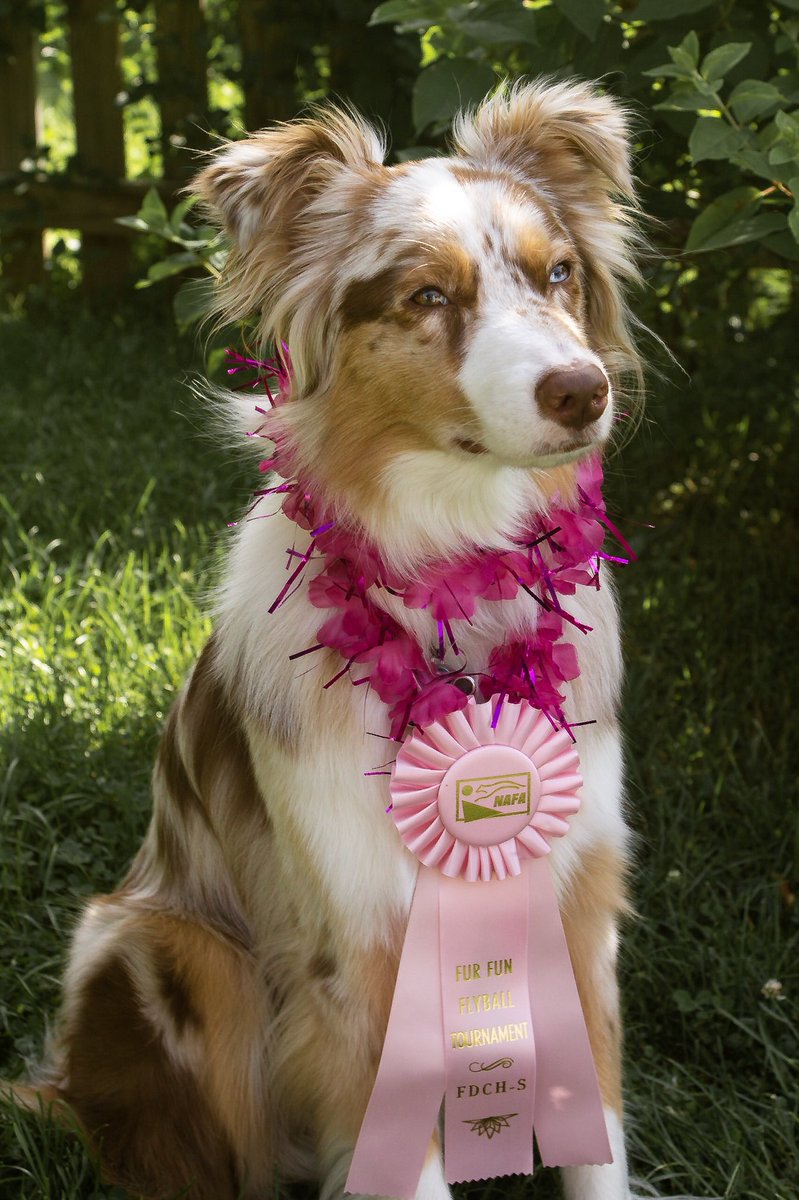 CorgiTrouble's tweet image. The boys had a great time at the Coconut Classic! Congrats to Finn for getting his FDCh Silver!