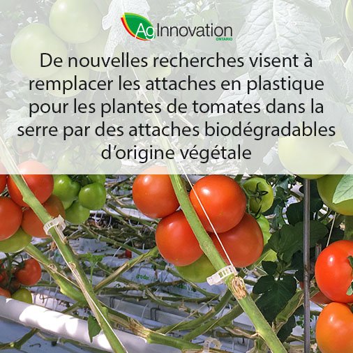 AgInnovation Ontario tweet media