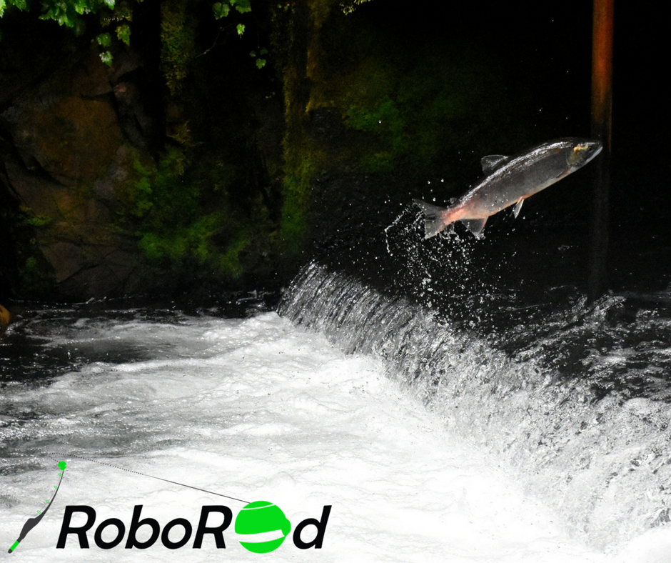 Roborod1's tweet photo. It’s time for some new #FishingTips with #Roborod! 🐟

When fishing for #salmon, you want to make sure that your hooks are razor sharp! Salmon have an incredibly thick jaw that can make setting a hook a lot more difficult than with other fish.

#Fishing #AnglingForTheFuture https://t.co/A8DWZIR59b