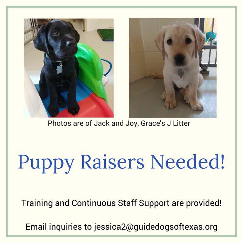bestdogsinsight's tweet image. We are ALWAYS looking for puppy raisers! If you don't end up with one of our L puppies, there are plenty of opportunities to puppy sit until our next litter comes along or when another school donates a puppy to us. #guidedogsoftexas #LabradorRetriever #dogsforthevisuallyimpaired
