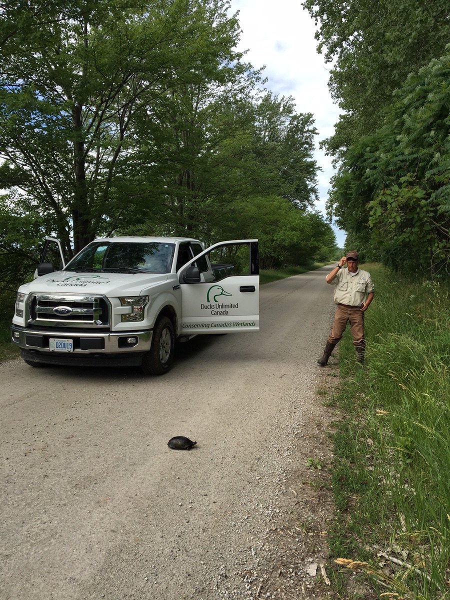 DUContario's tweet photo. Turtle nesting season!
#watchout for Blanding’s Turtles!
This Threatened species can live for more than 75 years!
Road mortality is the number one killer of mature Blanding’s Turtles
#stopforturtles #wetlands https://t.co/ciT0X8Vbf6