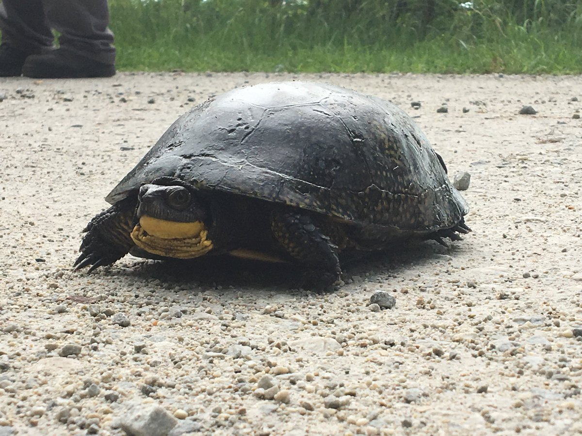 DUContario's tweet photo. Turtle nesting season!
#watchout for Blanding’s Turtles!
This Threatened species can live for more than 75 years!
Road mortality is the number one killer of mature Blanding’s Turtles
#stopforturtles #wetlands https://t.co/ciT0X8Vbf6