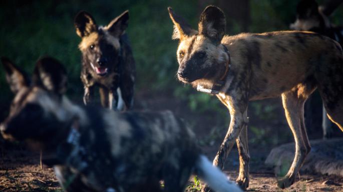 Wild dogs are returned to Mozambique
ow.ly/acbq30kFHmx
#WildDogs #Mozambique #GorongosaNationalPark