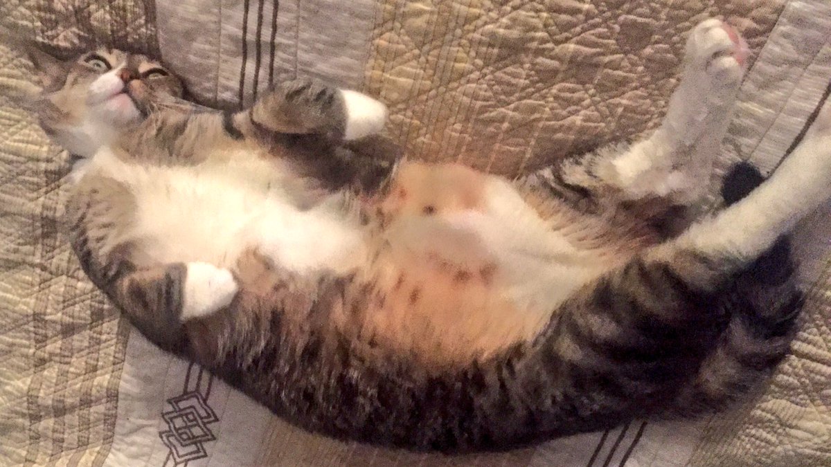 best_cat_mochi's tweet image. I spends most days like this. Is much comfy, cute, and fun, but I hasn’t found it to be much lucrative. #ReasonsImNotRich #ComfyCuteFun #CatWorldProblems