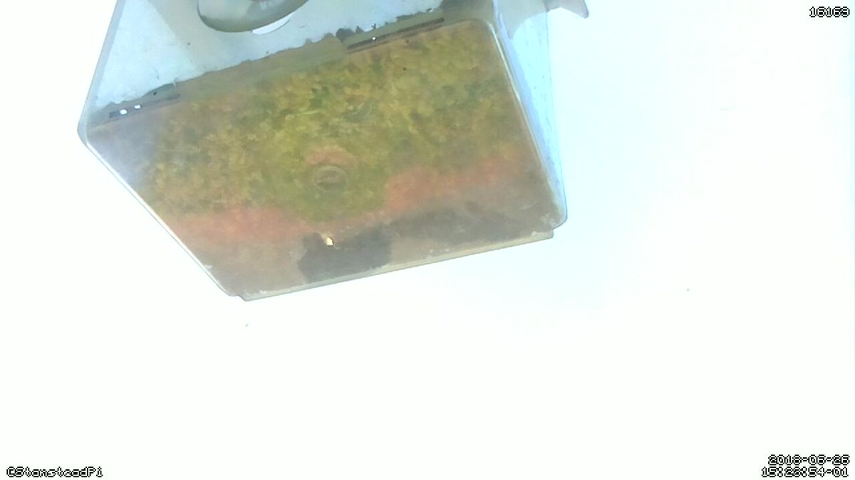 StansteadPi's tweet image. Motion detected on Stanstead Abbotts bird cam! Time Tue Jun 26 15:25:57 2018 #Raspberry_Pi