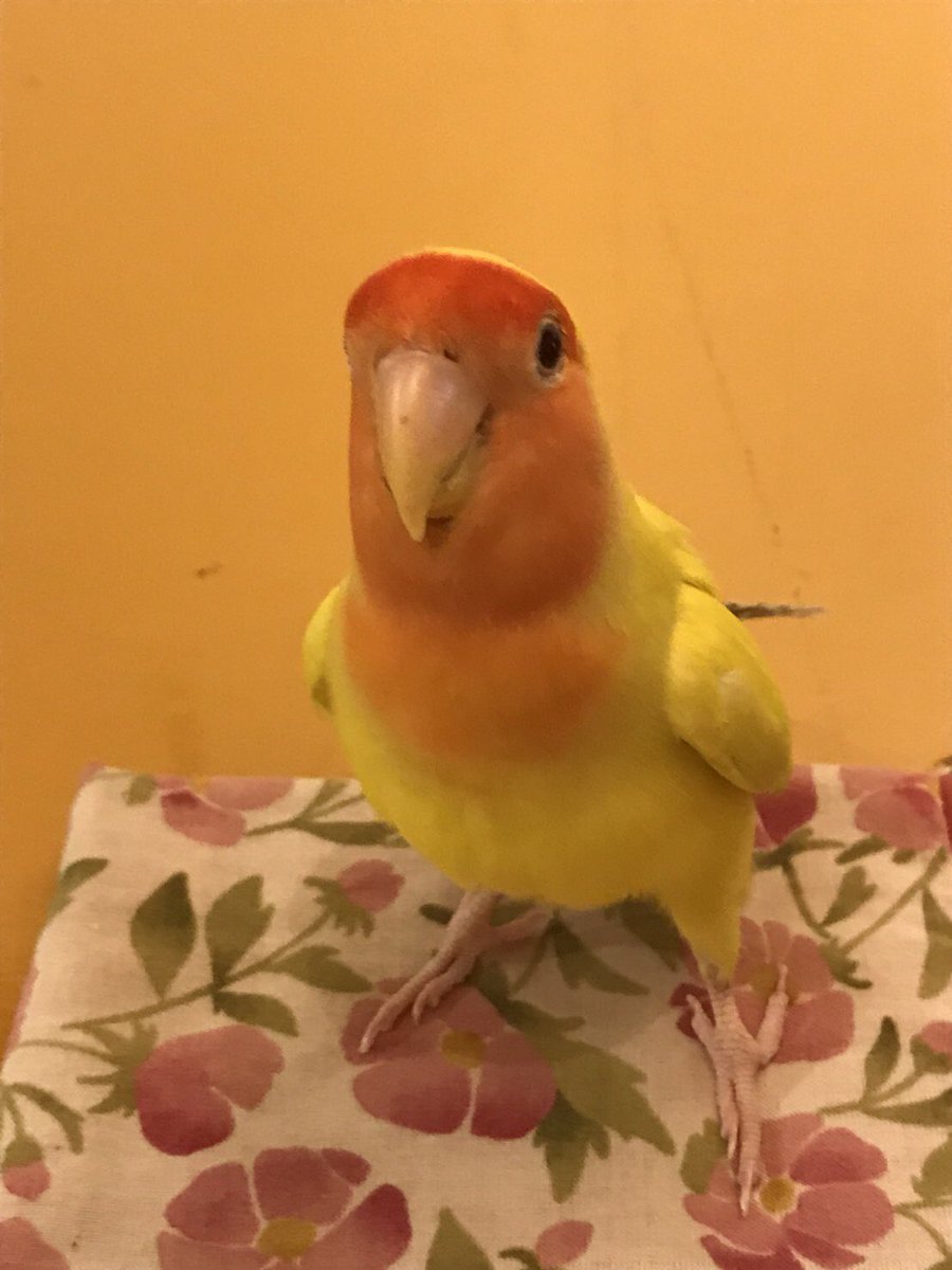 ichigoya355's tweet photo. コザクラインコの月くんを探しています。
友達のコザクラインコの月くんが22日の夜名古屋市中村区から迷子になりました。
とても人になれた可愛い子です。
どうか飼い主さんの元にかえれますように
#コザクラインコ #迷い鳥 #迷子 #名古屋市中村区 #探しています https://t.co/11u2Wqb4Gw
