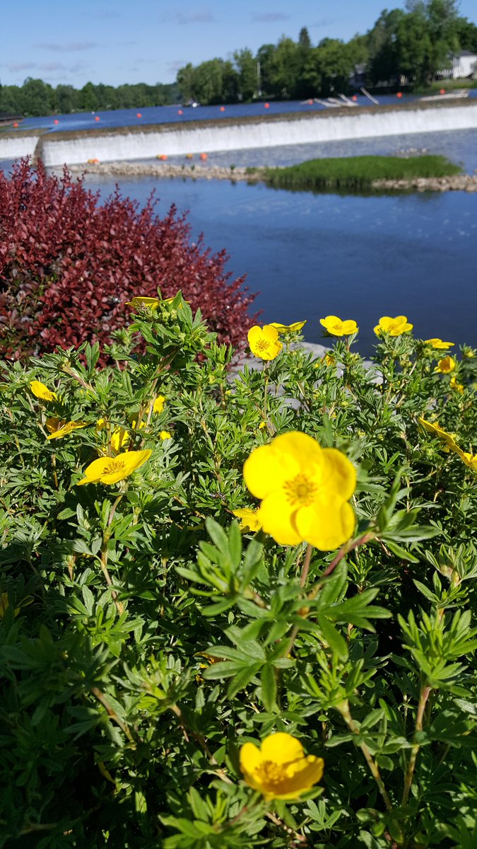 HLGPhotos's tweet photo. A beautiful morning at the Red Mill Inn which is right next to Erie Lock 24. #campinglifefun #Lock24 #Baldwinsville #NewYork https://t.co/m8daqm5dXG