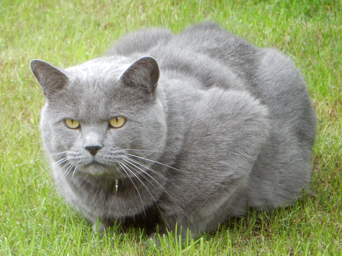 CatNikitas's tweet image. #TuesdayThoughts in my garden! 🤔🌼🌻 #CatsOfTwiter #catlife #catlovers