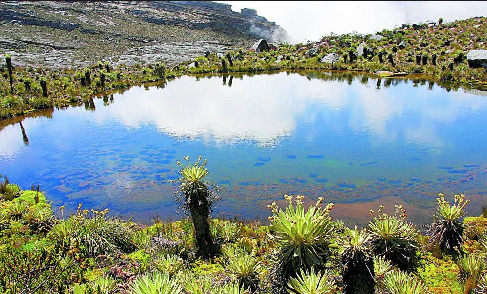 Manuel Rodríguez Becerra. tweet media