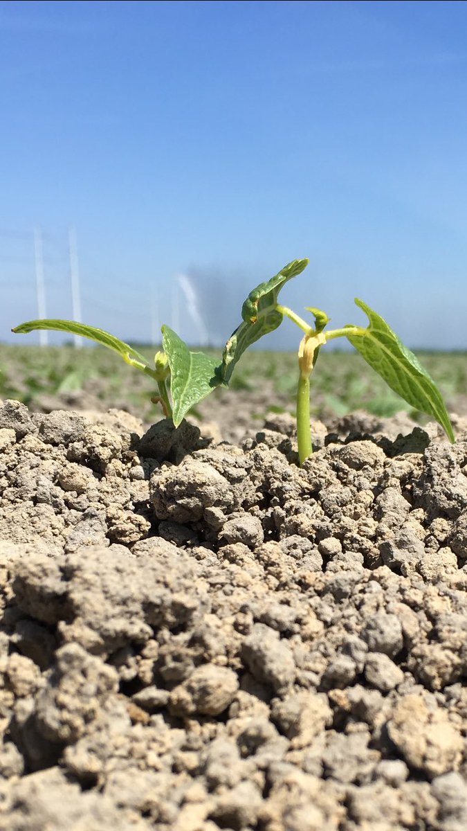 bio_bv's tweet photo. #Sperzieboontjes lekker aan de #groei https://t.co/6WUYcYyJ2e
