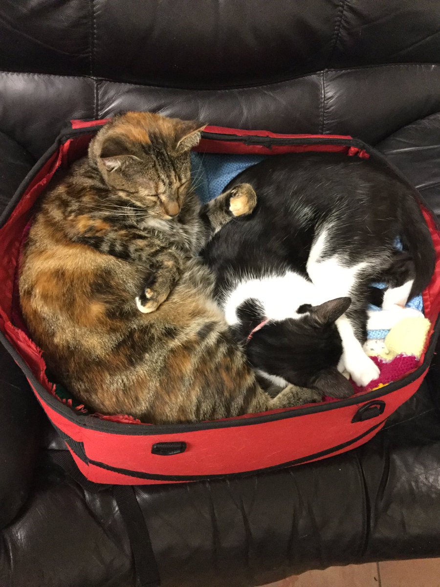 DocAnimalChiro's tweet image. Animals are so loving and honest always !!!