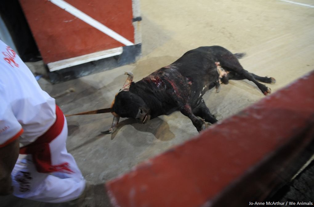 PETAUK's tweet photo. There's NOTHING entertaining about this cruelty masking itself as "tradition". #BanBullfighting 

https://t.co/jWIw2EoD1H