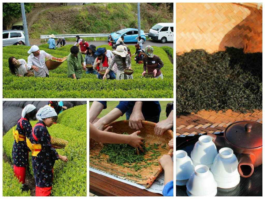 We hope you can join us on July 7th for a traditional #tea hand-rolling and picking event here in #Wazuka! 🍃Sign up here: obubutea.com/about-us/event…
