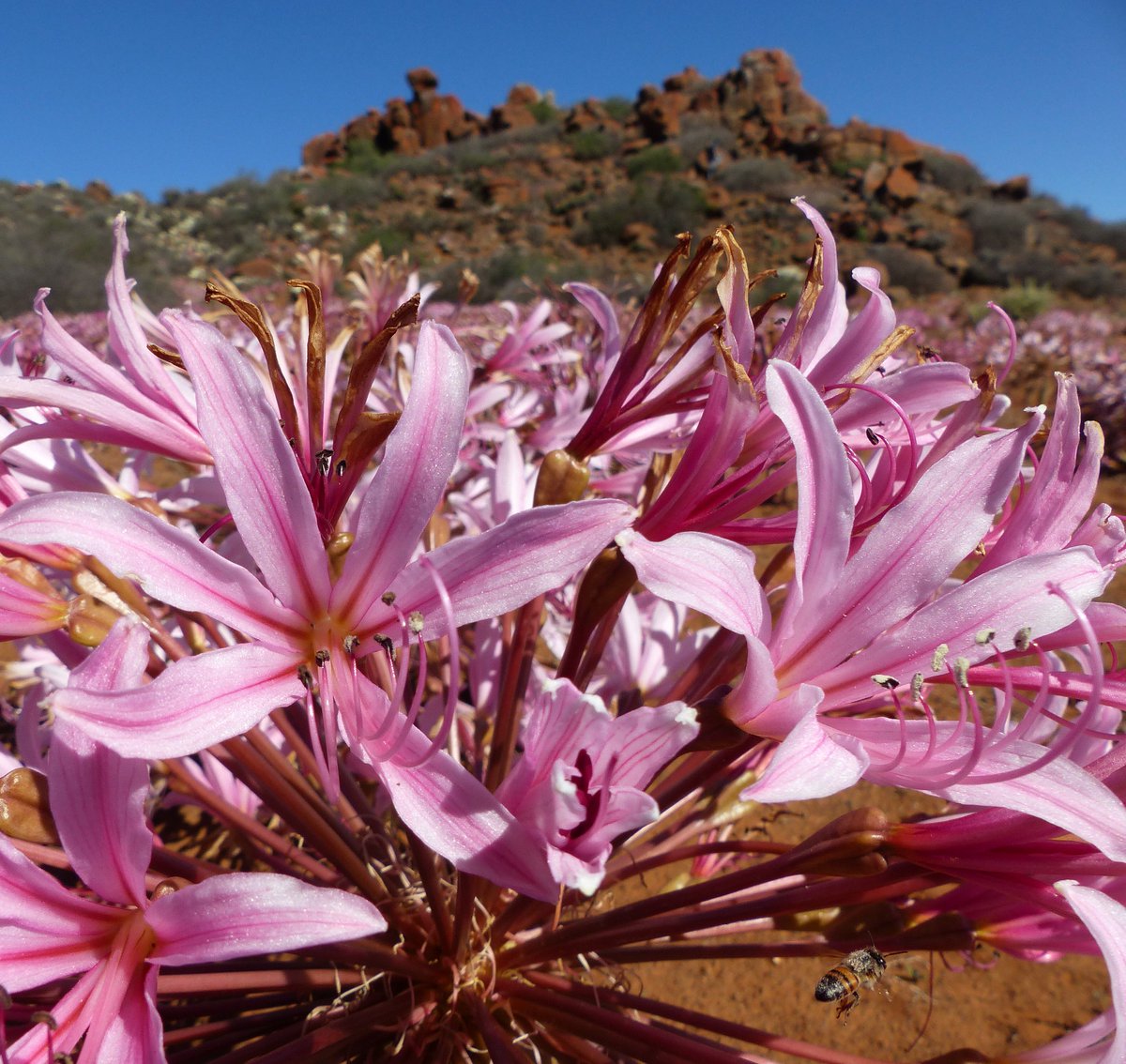 BotSocSA's tweet photo. We tell all about the extraordinary mass flowering of Brunsvigia bosmaniae that took place this April in the small #Namaqualand town of #Nieuwoudtville. Read on to find out more https://t.co/SggbK61ZTn #BotSocSA #BotSocBlog https://t.co/8phTo6OHz8
