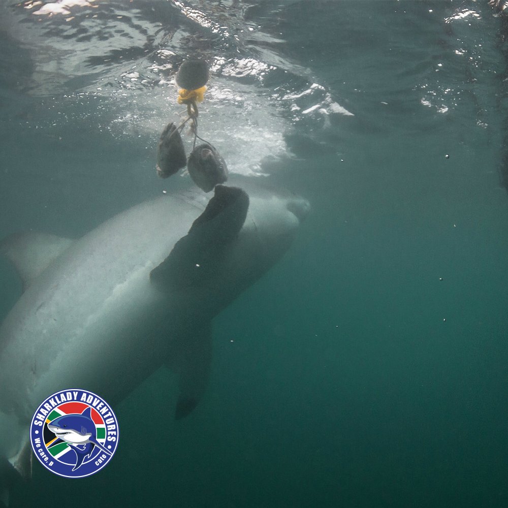 sharkdiveZA's tweet photo. Unfortunately, even though Great Whites are at the top of the food chain and aren't hunted by anything else, because of humans they have become an endangered species. https://t.co/SC2PCIFCWN