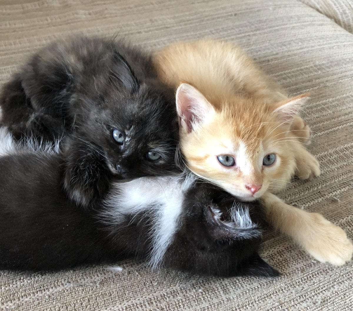 Kelsye's tweet image. What do you call a pile of kittens?

A meowtain!

#sorrynotsorry #punderful #kittens 😽♥️👸🏼