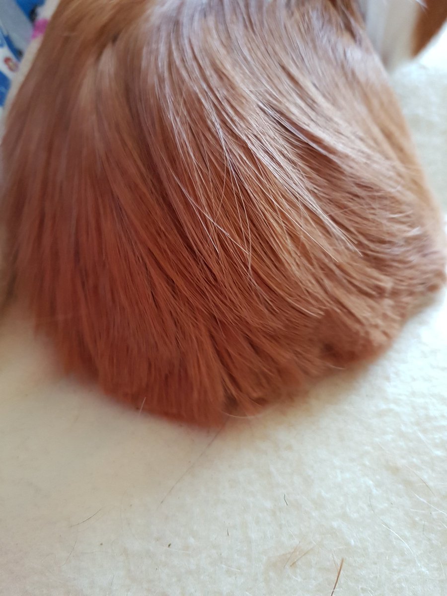 thepigposse's tweet photo. PHINEAS &amp; FURBY: HIGH ALERT PIGPALS!! The sun is out - and so are the scissors!!!
BEWARE OF UNSCHEDULED HAIRCUTS!!! 😲😲😲
#guineapig #cavy #thepigposse #GingerDuo #heatwave #keepyourpiggiescool https://t.co/LnvJqpLbIa
