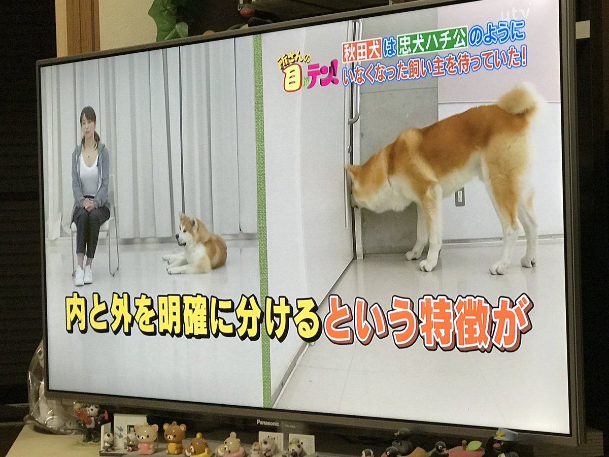 秋田犬の烈 בטוויטר 可愛すぎるでしょ 烈もあんな感じで待ってくれてたのかなs