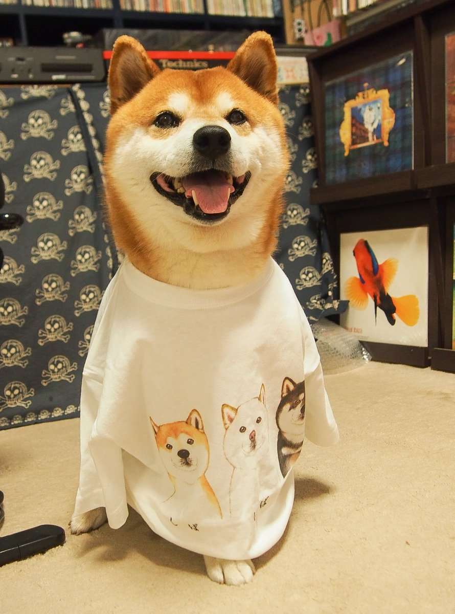 Issy Rider 愛犬が可愛すぎて辛い スズリ Suzurijp で買ったそばさん Ao Taliesin の しばしばしばtシャツ が届いたー W 赤柴白柴黒柴 可愛さヤバいよなんなのこれ 柴犬半端ない 柴犬はいいぞ 柴犬 Shiba Shibe T Co Obadnkneyq
