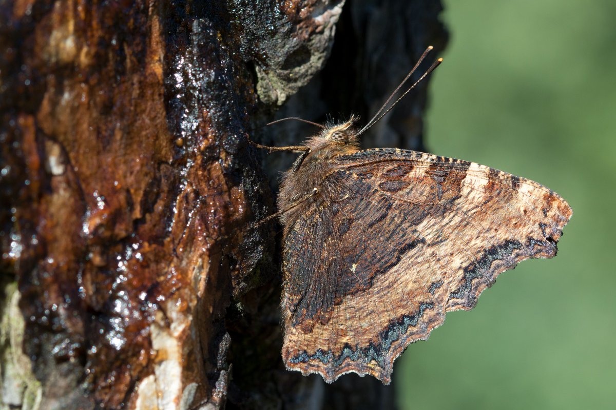 Op het smeer van de #NationaleNachtvlinderNacht zat gisteren deze grote vos (Nymphalis polychloros) te drinken. <a href="/vlinderNL/">De Vlinderstichting</a>