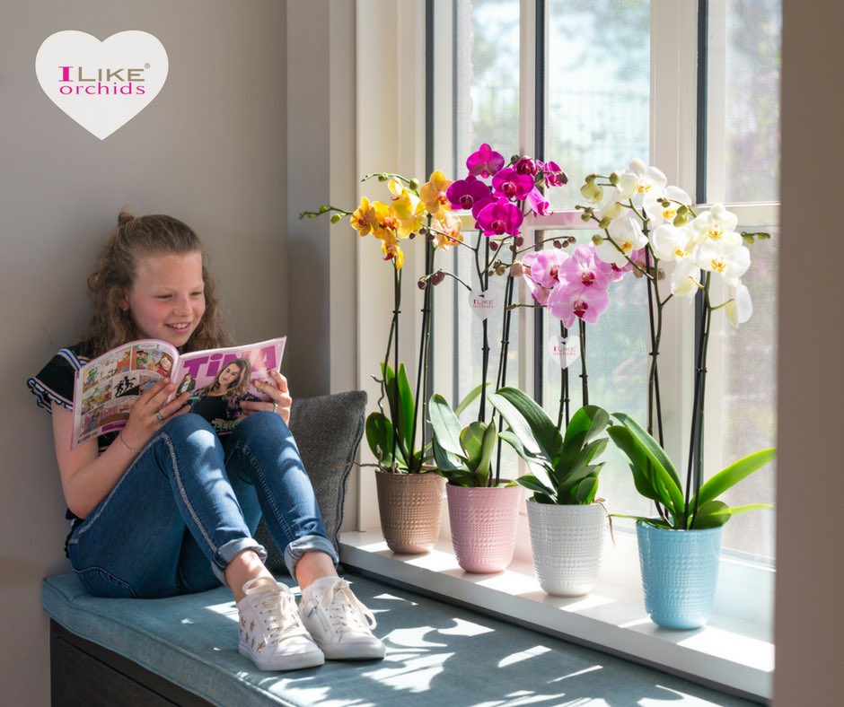 Bring the summer inside with our colourful #ilikeorchids 🌸☀️ #levoplant #orchid #orchids #phalaenopsis #flowerinspiration