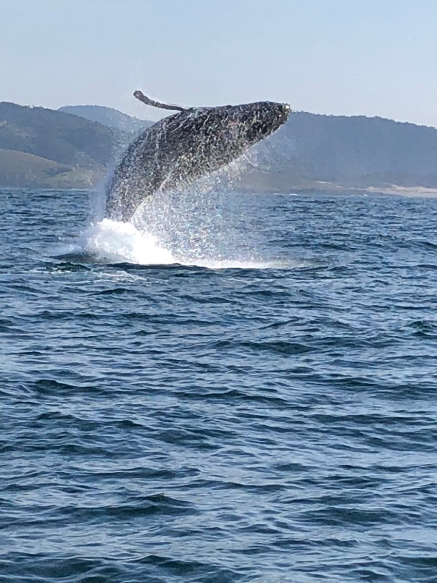 It’s been a cracker morning at #sardinerun2018 the actions is everywhere and #humpbackwhalea are #breaching 
So super special! What more could you ask for than a #doublebreach #unbelievable