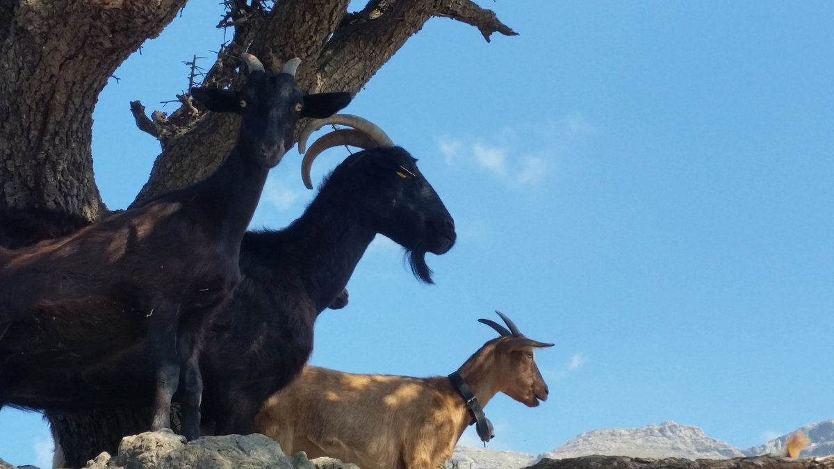 CreteVisitor's tweet image. Goats seeking the shade