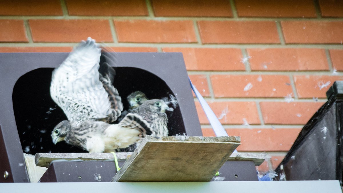 lborouniversity's tweet photo. Don't they grow up fast! 

Our campus kestrel 'chicks' are getting ready to fly the nest.

Photos: @markjsmccall

https://t.co/V8bilJtLNd https://t.co/Mtb0ipHy5a